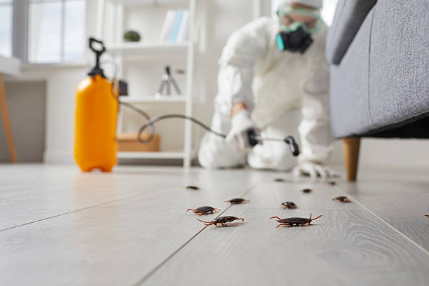 Commercial Kitchen Cockroach Control in Clay